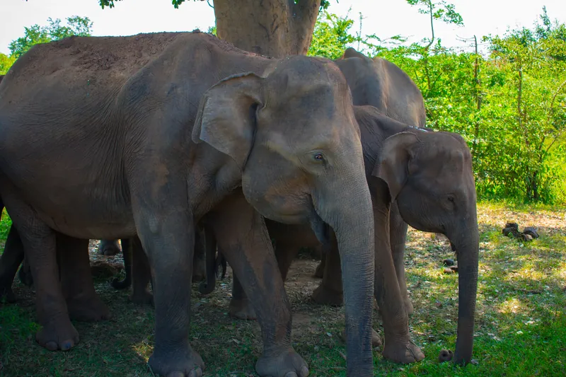 Wilde olifanten op een grasvlakte in een nationaal park in Sri Lanka