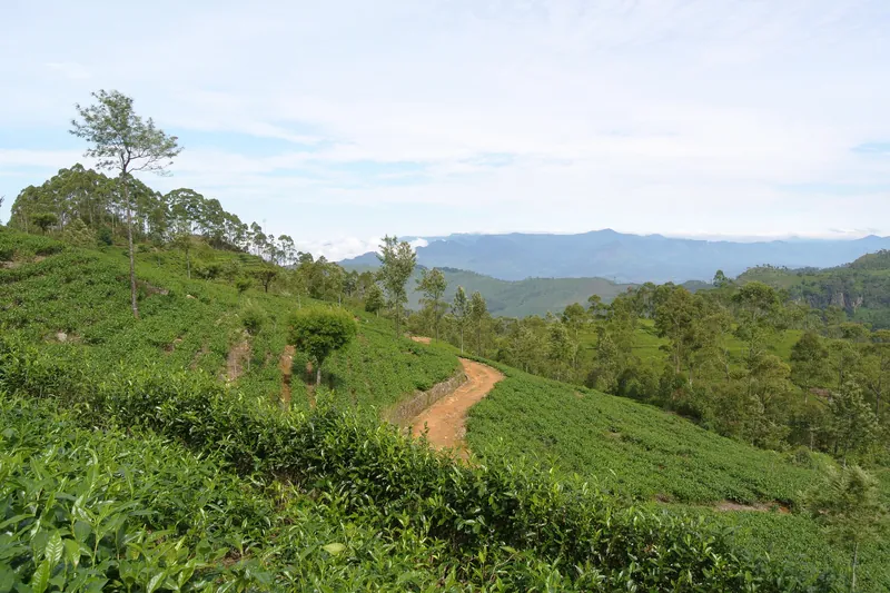 Theeplantages op de heuvelflanken bij Haputale in het heuvelland van Sri Lanka