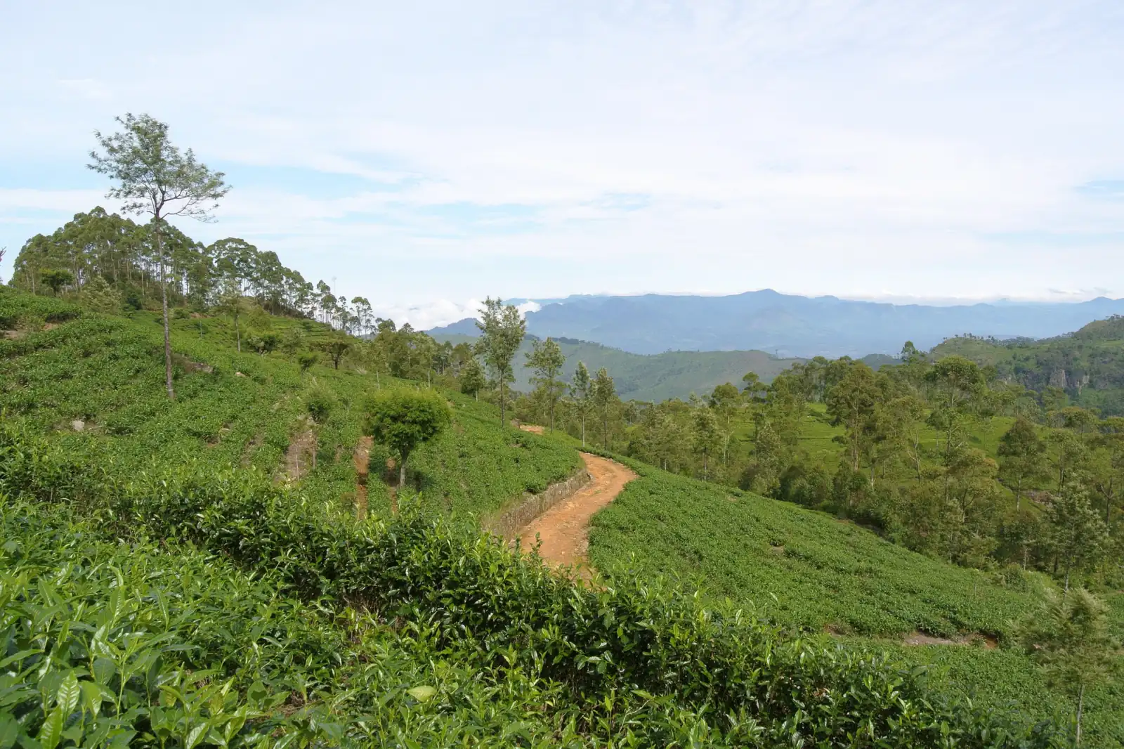 Theeplantages op de heuvelflanken bij Haputale in het heuvelland van Sri Lanka