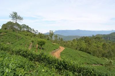 Theeplantages op de heuvelflanken bij Haputale in het heuvelland van Sri Lanka