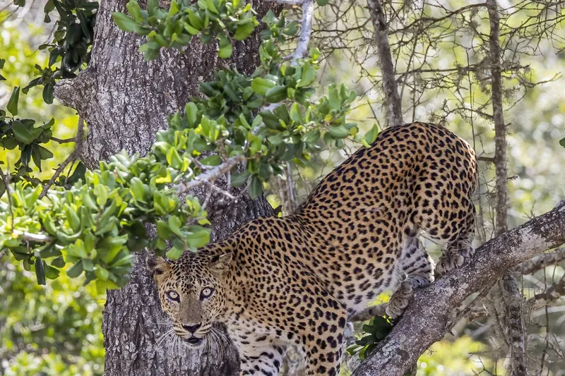 Sri Lankaanse luipaard in Yala National Park