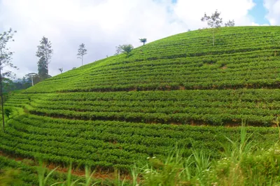 Theeplantage in de heuvels rond Nuwara Eliya