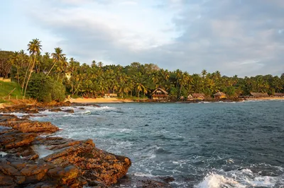Goyambokka Beach bij Tangalle met palmen langs het strand