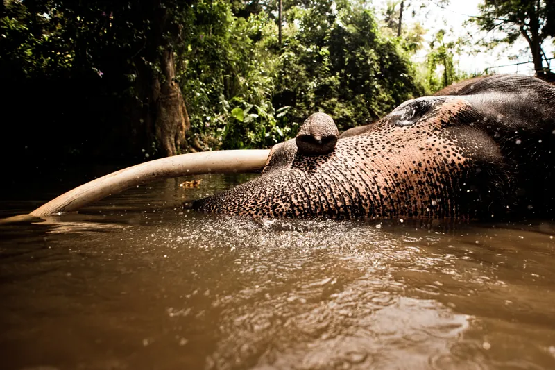 Badende olifant in Udawalawe National Park